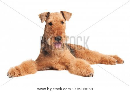 หนึ่งนอนดำน้ำตาล Airedale เทร์เรียร์สุนัขแยกต่างหากบนพื้นสีขาว