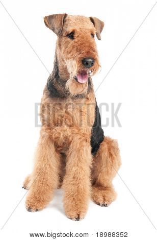 หนึ่งนั่งดำน้ำตาล Airedale เทร์เรียร์สุนัขแยกต่างหากบนพื้นสีขาว