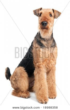 หนึ่งนั่งดำน้ำตาล Airedale เทร์เรียร์สุนัขแยกต่างหากบนพื้นสีขาว