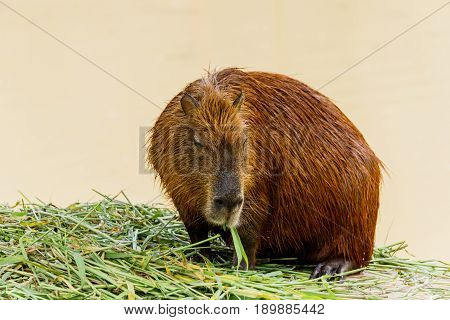 ig Capybara (hydrochoerus hydrochaeris) in the zoo