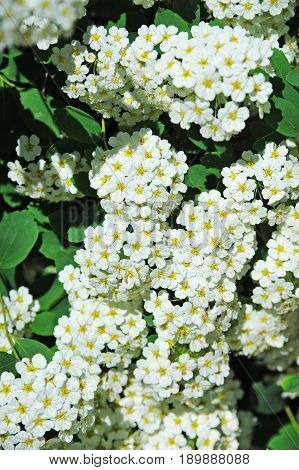 Spiraea alpine spring flower white flowering shrub
