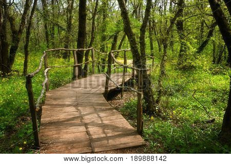 National Park Ropotamo Bulgaria. Wooden bridge leads to the Ropotamo river crossing green spring forest.