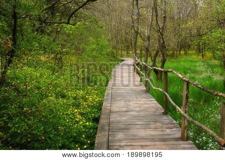 National Park Ropotamo Bulgaria. Wooden bridge leads to the Ropotamo river crossing green spring forest.