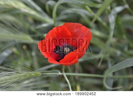 Poppy flower on the field among the wheat ears
