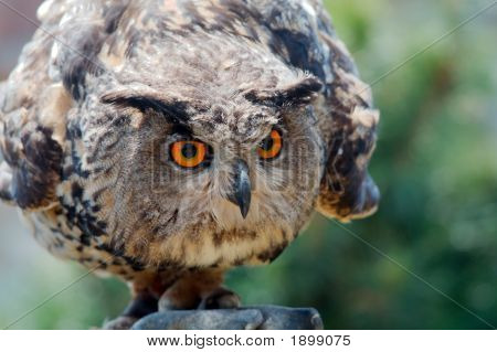 Evropská sova pálená (Bubo Bubo)
