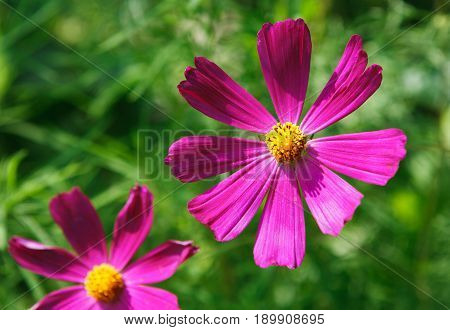 Mexican Aster bright pink flower or Garden Cosmos, closeup outdoors at green background. Its Latin name is Cosmos Bipinnatus Radiance, native to Mexico. Popular annual plant cosmea.