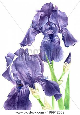 Hand drawn watercolor iris flowers isolated on white background