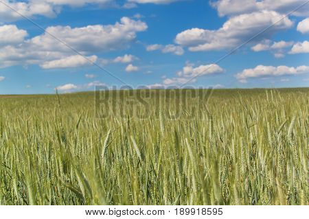 Field of green grain against the background of a blue sky with clouds. Summer day at the farm