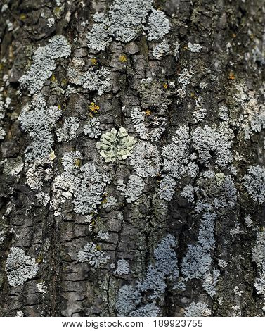 Moss and mushroom on the trunk of a linden tree