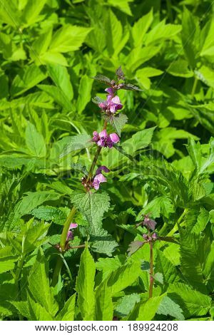Flowers of blooming Red or Purple Dead-Nettle Lamium Purpureum with leaves on bokeh background macro selective focus shallow DOF.