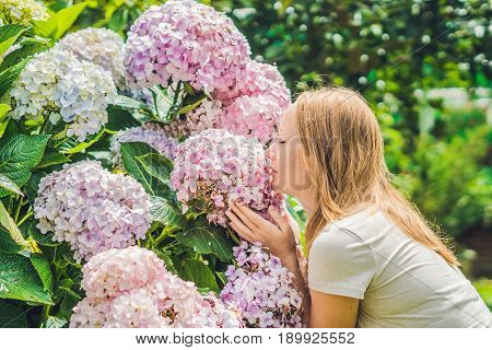 Young Woman On The Background Of Light Pink Hydrangea Blooming In The Garden