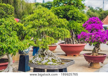 Bonsai And Penjing Landscape With Miniature Evergreen Tree In A Tray