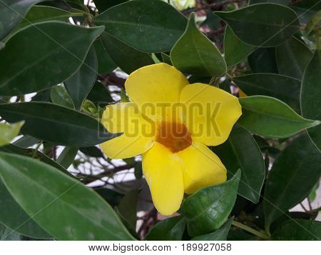 Allamanda