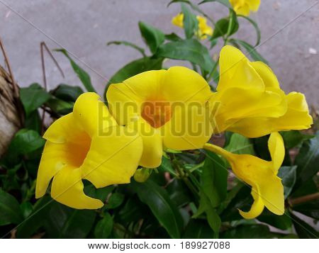 Allamanda