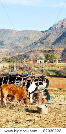 In Lesotho     Street Village