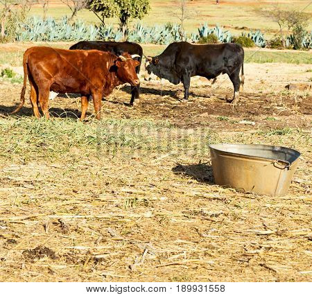 In Lesotho     Street Village