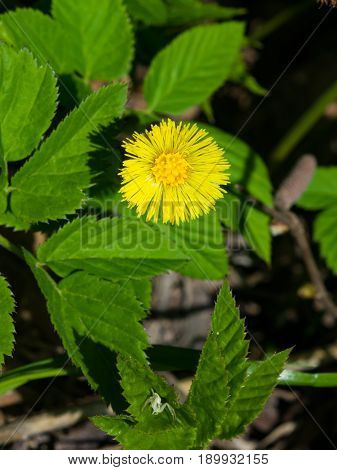 Flower in early spring blooming coltsfoot or tussilago farfara macro selective focus shallow DOF.