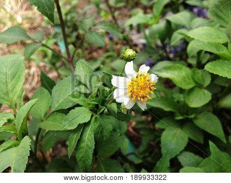 Coat Buttons, Asteracea
