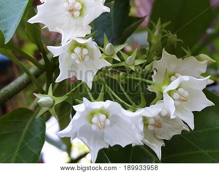 Vallaris Glabra, Kuntze
