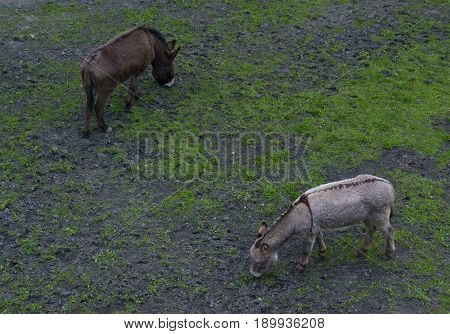 Two donkeys eating grass on the field. Top view