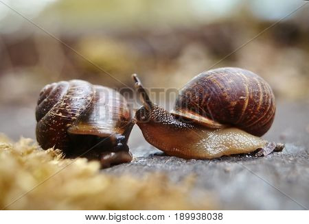 Meeting of two little brown snails. Two snails.