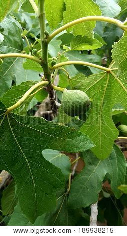 Ripe green fig fruit with leaves on the tree