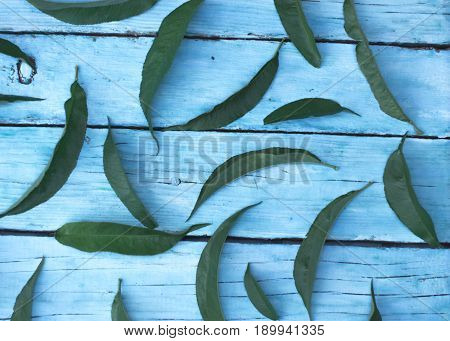Green leaves of plants on a blue wooden background