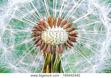 Dandelion seed head. Abstract dandelion flower background extreme closeup (Macro) with soft focus beautiful nature details. Soft dreamy tender artistic image snowflake. Taraxacum officinale