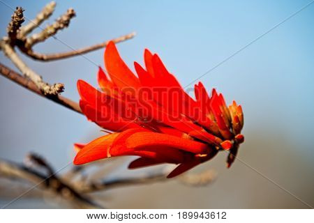 Close Up Of   Flower Plant And Clear Sky