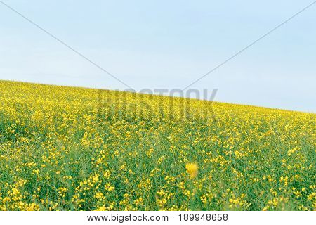 The field of winter rape in spring is covered with hoarfrost