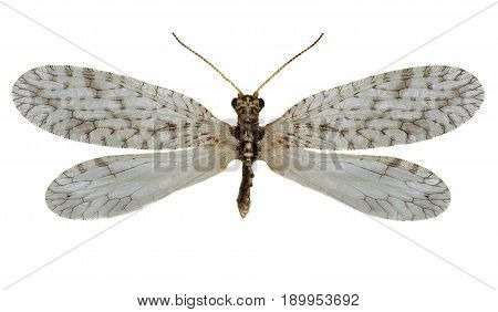 Brown Lacewing Micromus on white Background - Micromus variegatus (Fabricius 1793)
