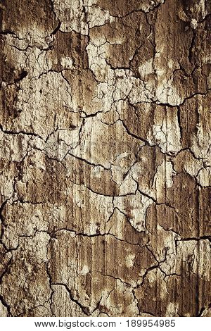 abstract nature background or texture Semidry cracked clay