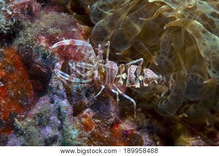 One Small Hermit Crab Anemones Walking Over An Orange Sponge