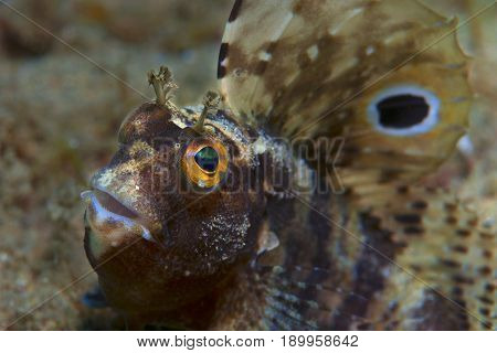 A Small Fish Comes Out Of Its Hole And It Showcases