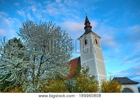 View on white church with bell tower among bloom trees in Seewalchen city. Traditional Europe church architecture. Austrian architecture. Diagonal evening view