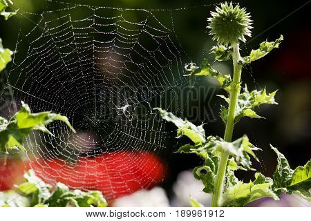 Large Spiders Web covered in early morning dew lit by natural sunlight