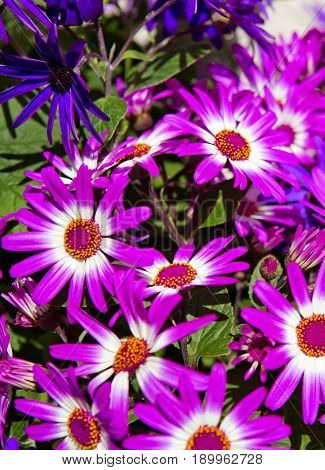 Magenta bicolour , purple flowers bouquet for spring background.