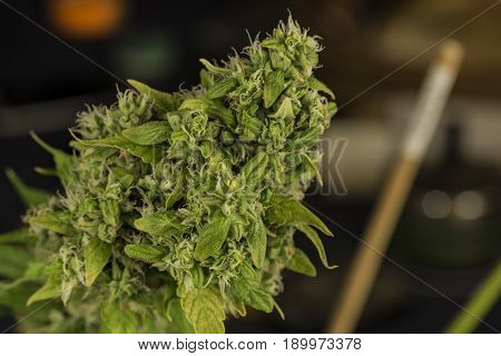 Aged Green Bloom Of Medical Marijuana With Color Background