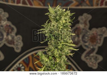Aged Green Bloom Of Medical Marijuana With Color Background