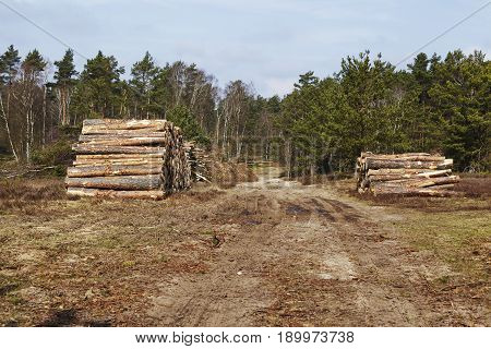 Forestry - Pile Of Tree Boles
