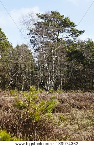 Forestry - Woodland