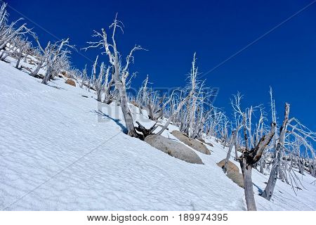 Trees on mountain top. Dead trees eaten by pine beetles. Icicle Ridge in Central Cascade Mountains. Leavenworth. Seattle. Washington. United States.