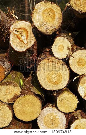 Forestry - Pile Of Tree Boles