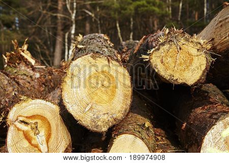 Forestry - Pile Of Tree Boles