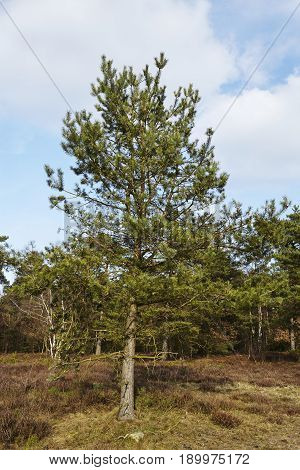 Forestry - Woodland