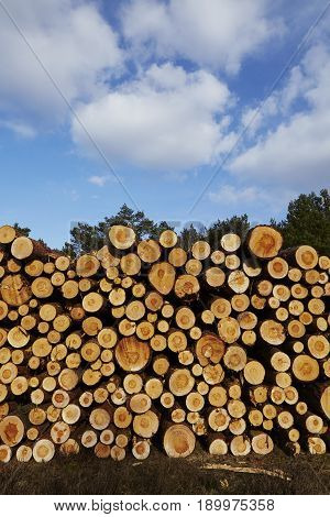 Forestry - Pile Of Tree Boles