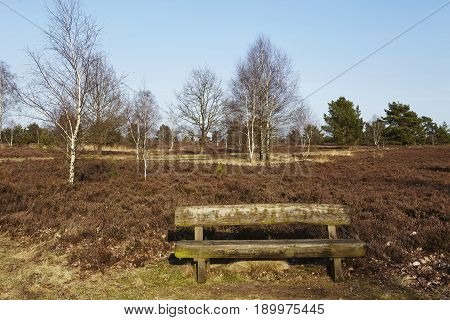 Bench Into Heathland In Spring