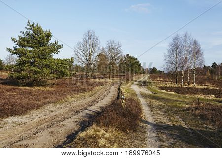 Sandy Path Leads Into A Heathland