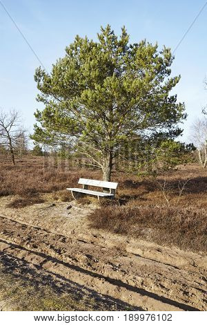 Bench Into Heathland In Spring
