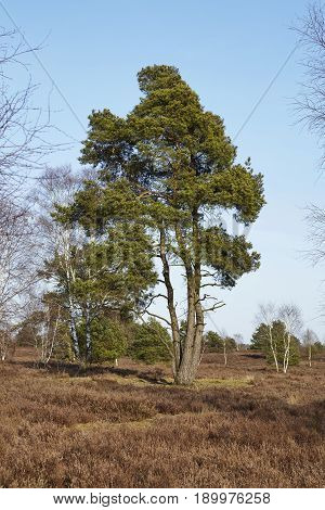 Conifers Into Heathland In Spring